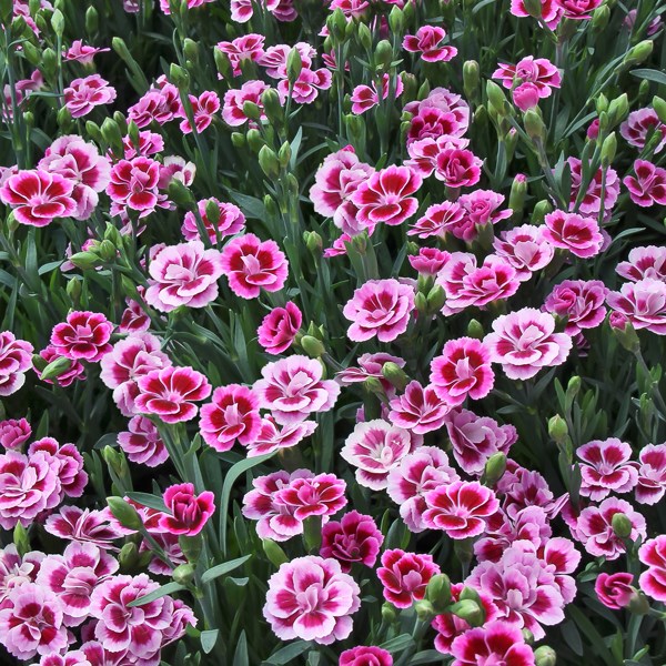 <i>Dianthus</i> <b class=small-caps>Pink Kisses</b> ('Kledg12163') (PBR)