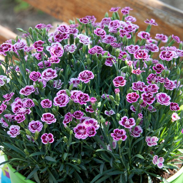 <i>Dianthus</i> <b class=small-caps>Pink Kisses</b> ('Kledg12163') (PBR)