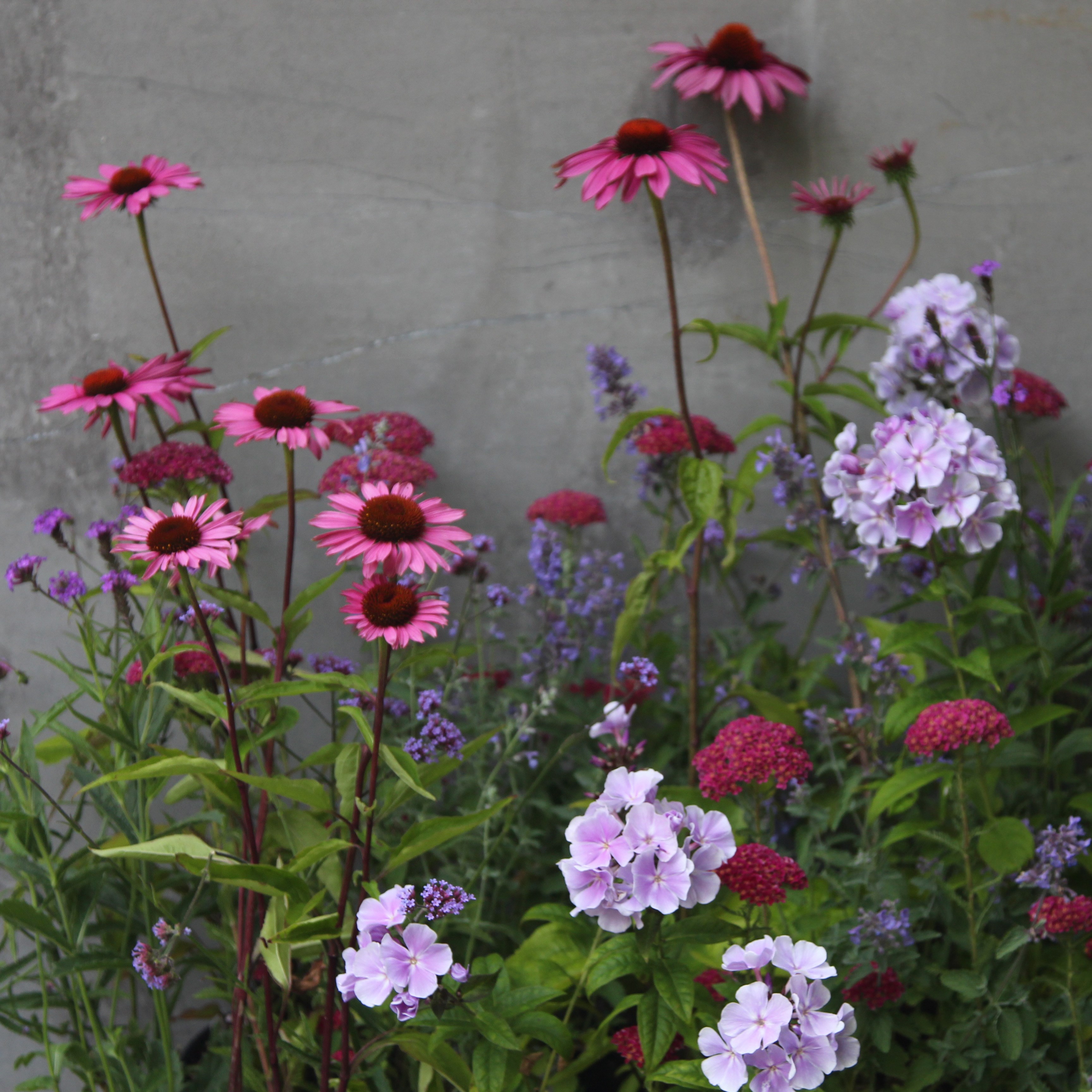 Plants for pollinators plant combination