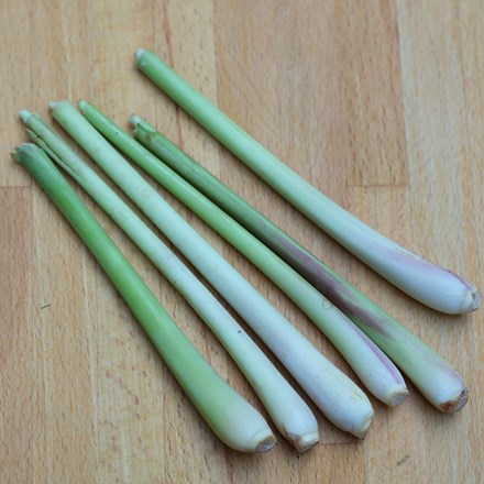 Cymbopogon citratus