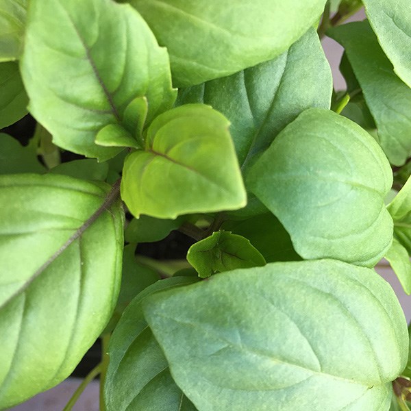 basil 'Thai'