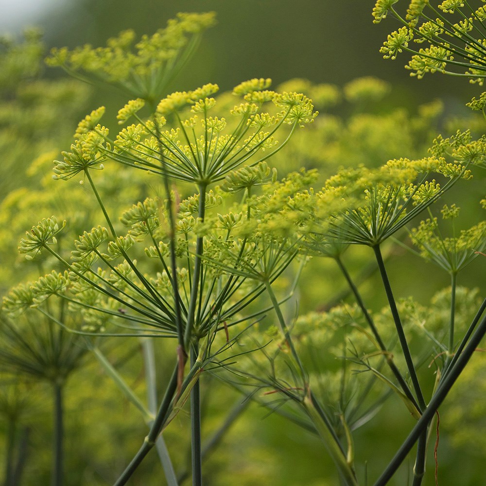 dill
