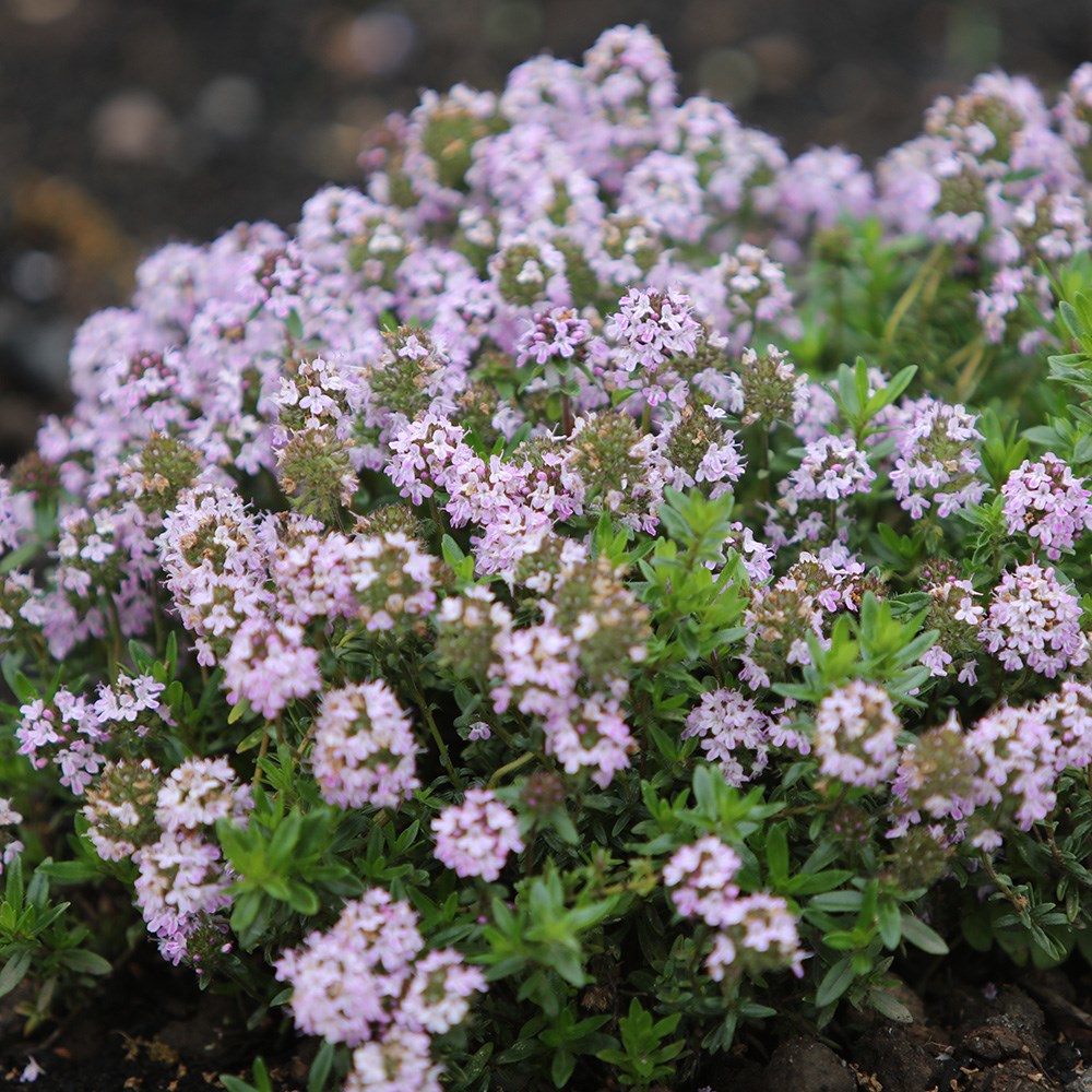 thyme 'Jekka's'