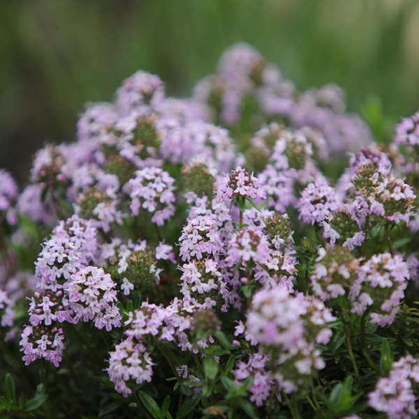 thyme 'Jekka's'