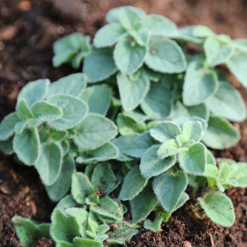 oregano 'Hot and Spicy'