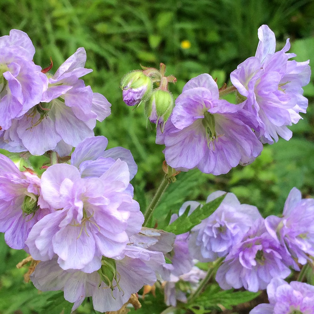 <i>Geranium pratense</i> 'Cloud Nine' (PBR)