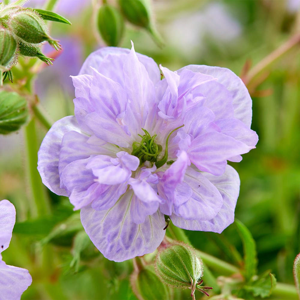 <i>Geranium pratense</i> 'Cloud Nine' (PBR)
