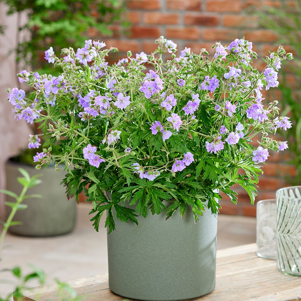 <i>Geranium pratense</i> 'Cloud Nine' (PBR)