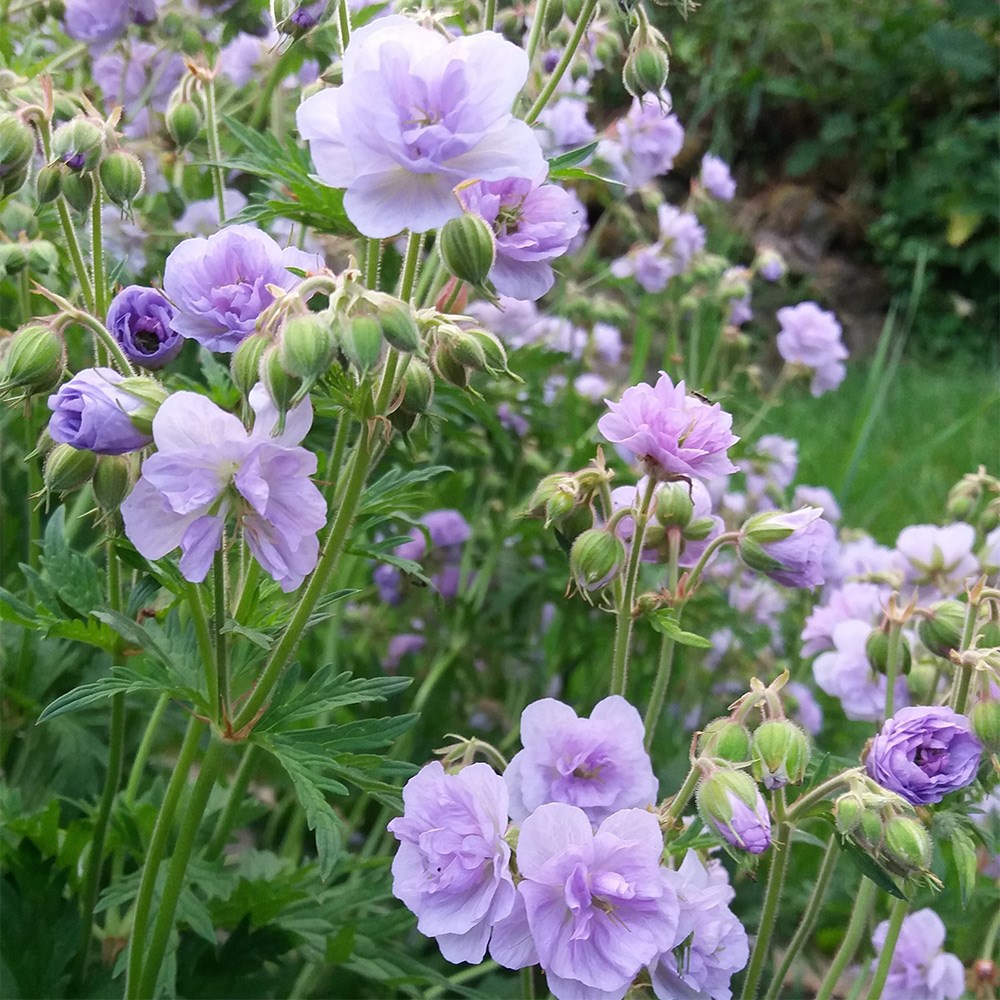 <i>Geranium pratense</i> 'Cloud Nine' (PBR)