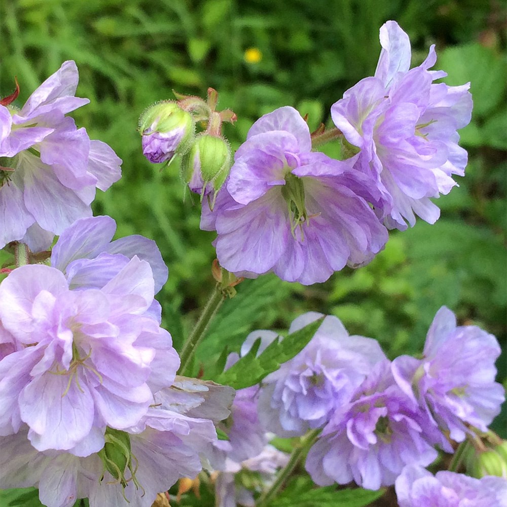 <i>Geranium pratense</i> 'Cloud Nine' (PBR)