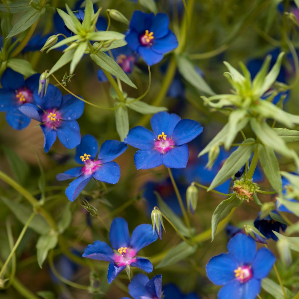 <i>Anagallis monellii</i> 'Skylover'