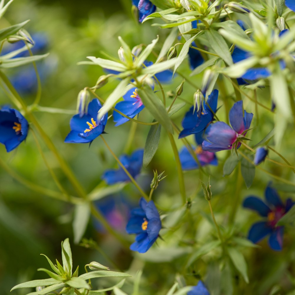 <i>Anagallis monellii</i> 'Skylover'