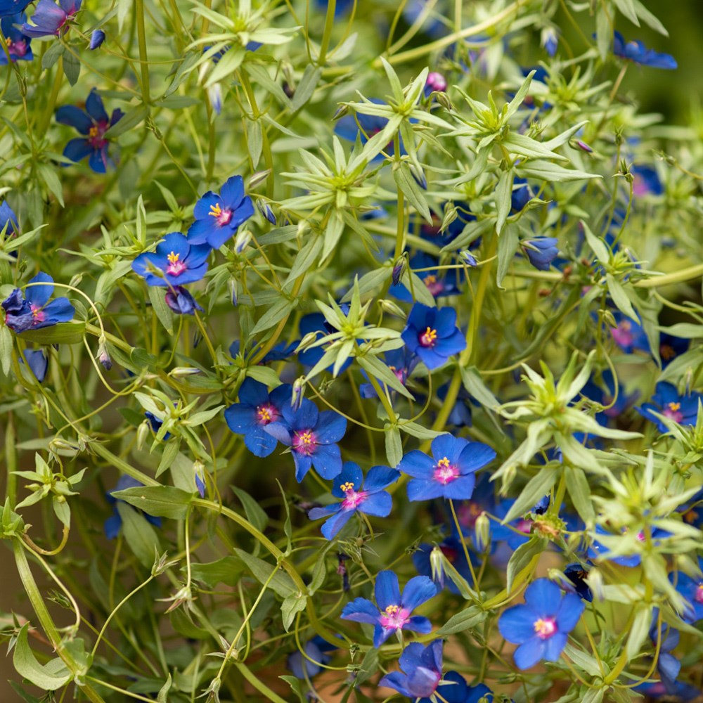 <i>Anagallis monellii</i> 'Skylover'