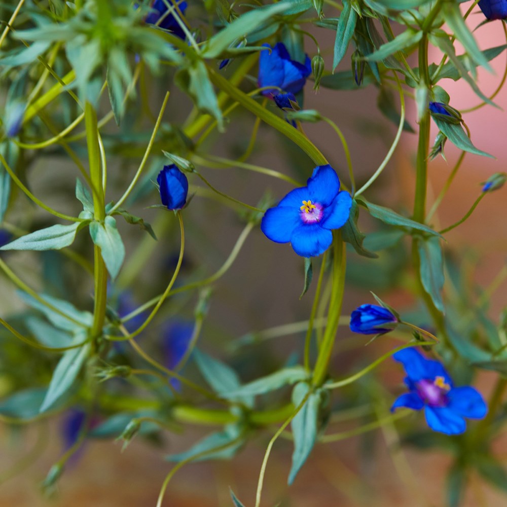 <i>Anagallis monellii</i> 'Skylover'