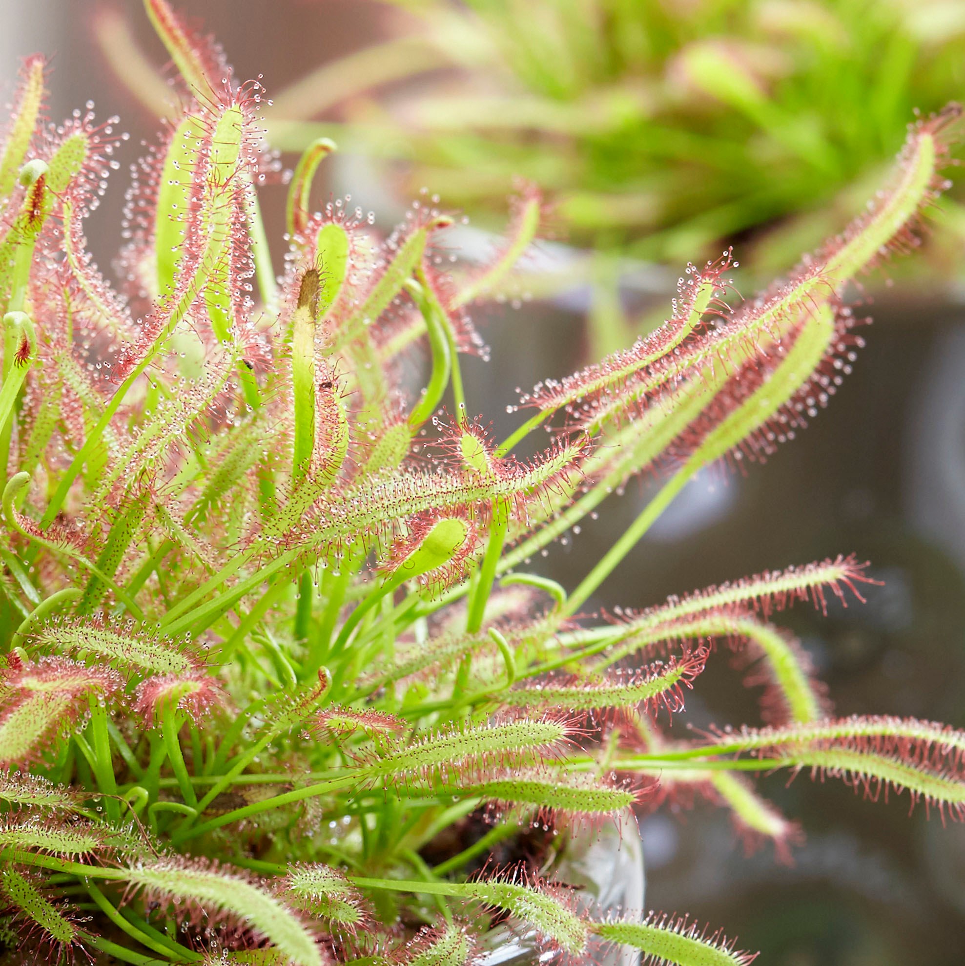 <i>Drosera capensis</i> 