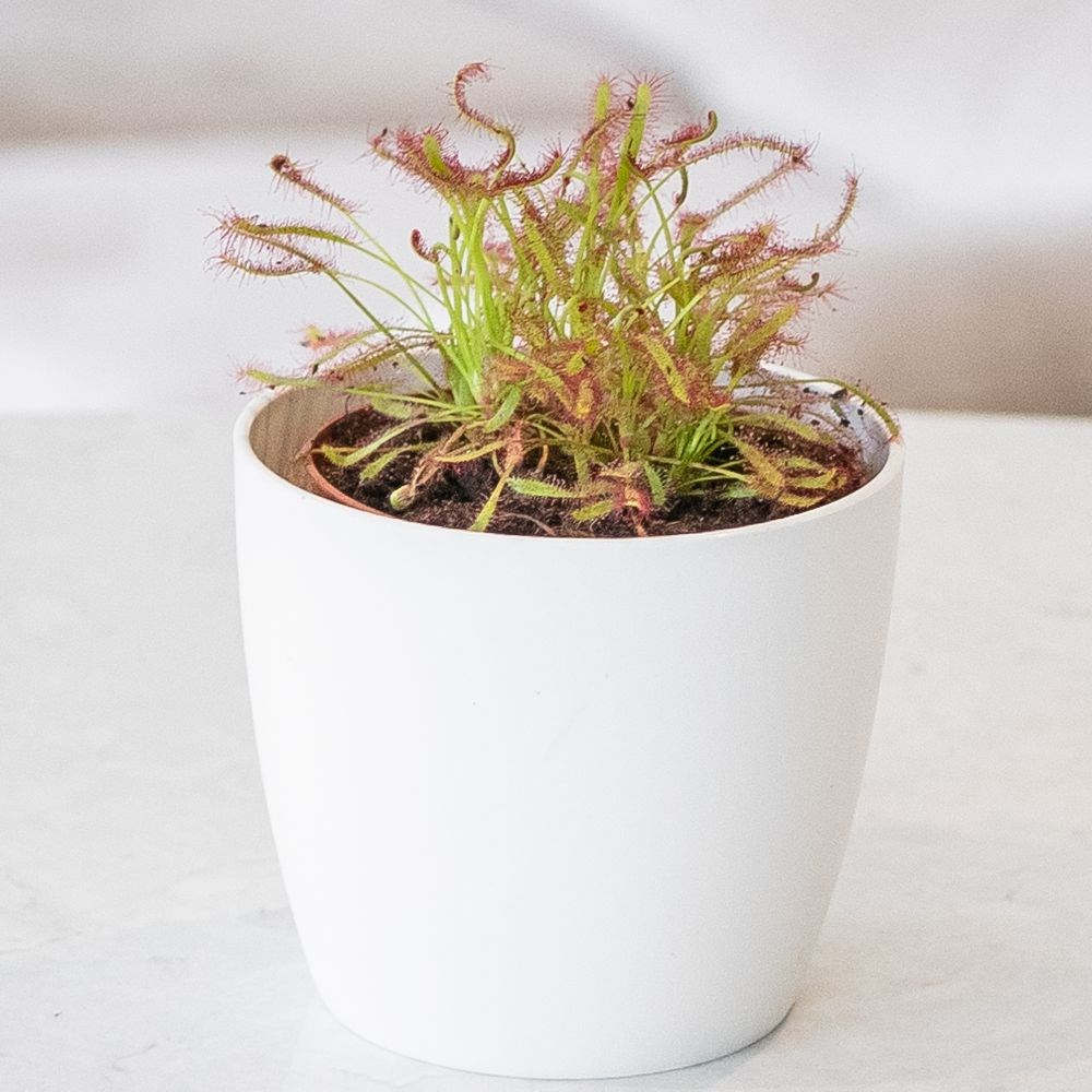<i>Drosera capensis</i> 