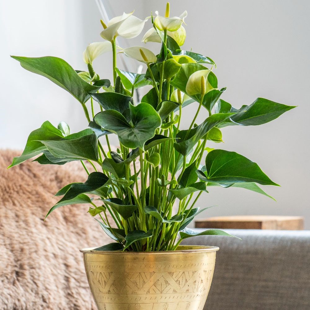 <i>Anthurium</i> <b class=small-caps>White Champion</b> ('Anthefaqyr') (PBR) | Houseplant