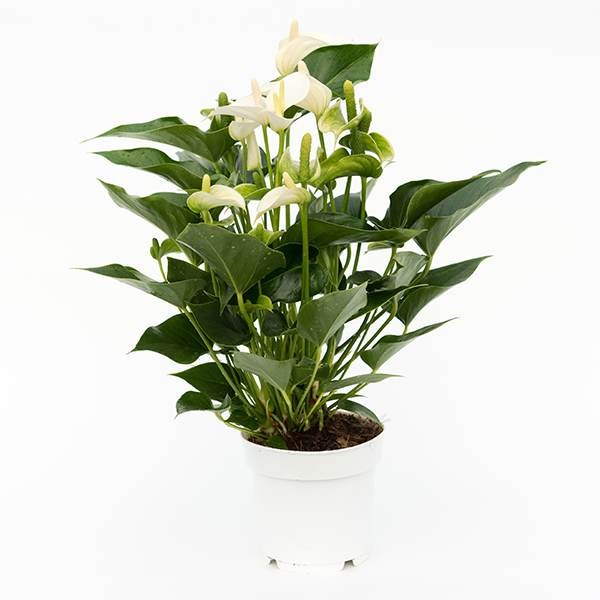 <i>Anthurium</i> <b class=small-caps>White Champion</b> ('Anthefaqyr') (PBR) | Houseplant