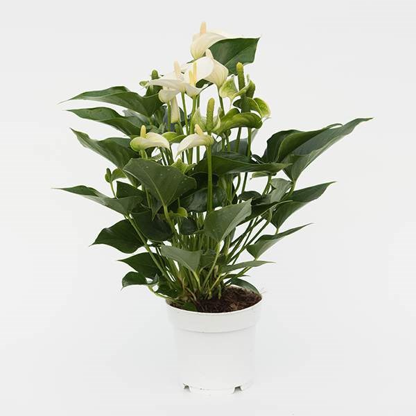 <i>Anthurium</i> <b class=small-caps>White Champion</b> ('Anthefaqyr') (PBR) | Houseplant