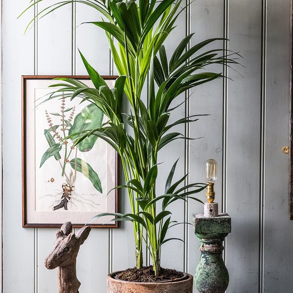 Howea forsteriana | Houseplant