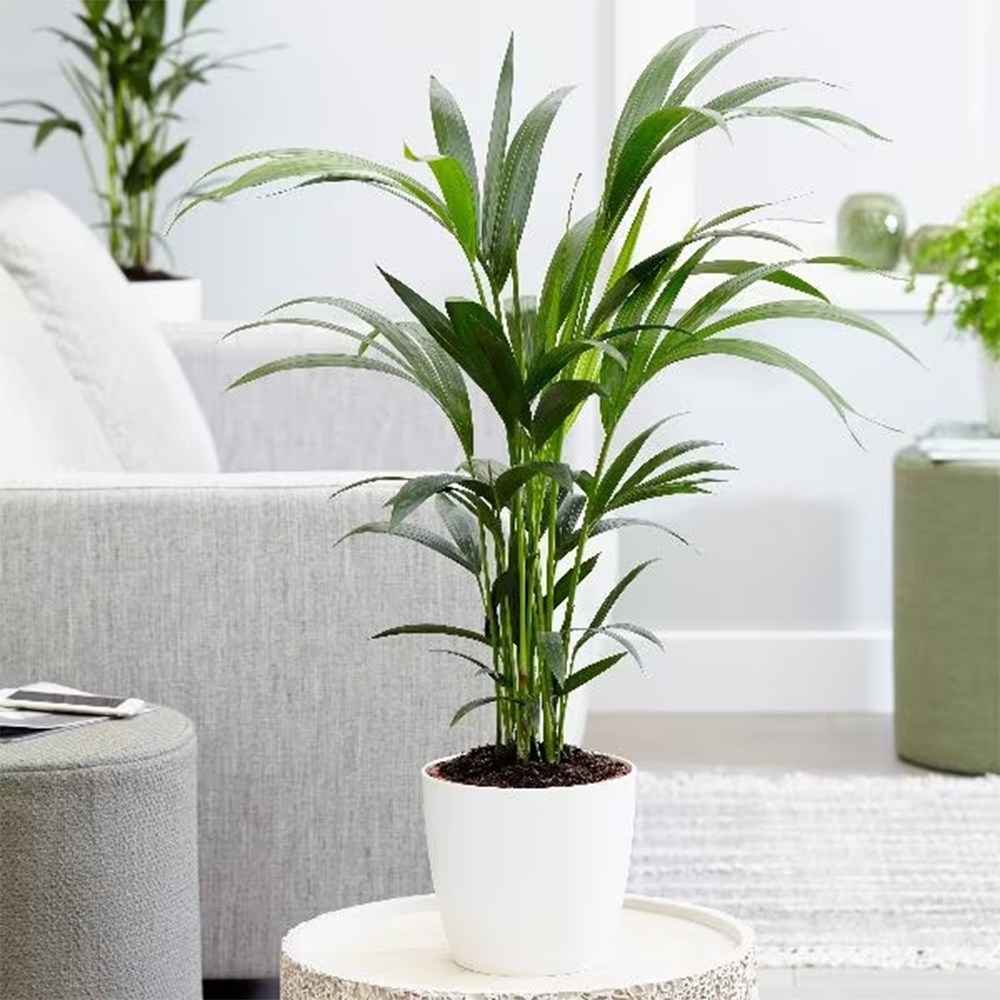 Howea forsteriana | Houseplant