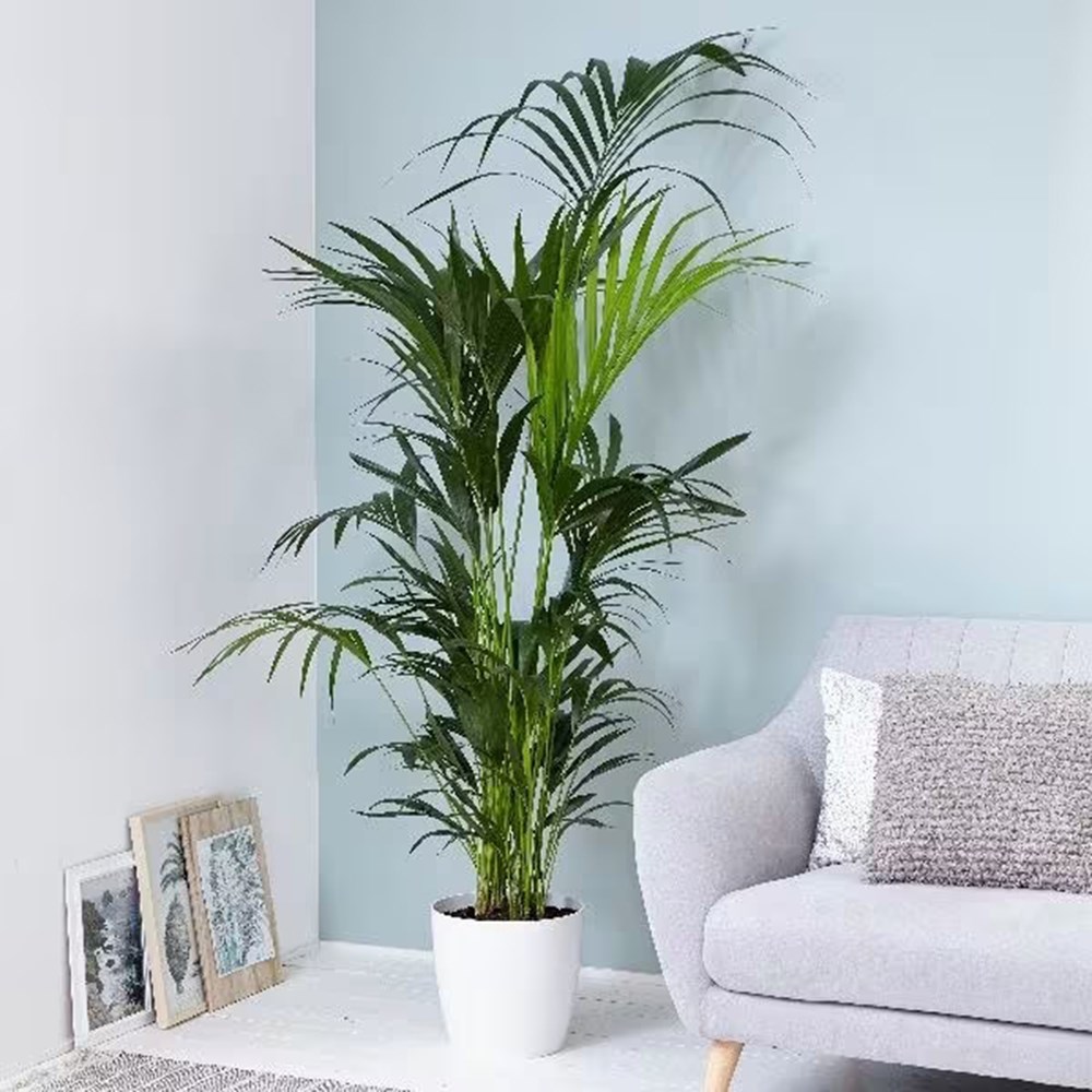 Howea forsteriana | Houseplant