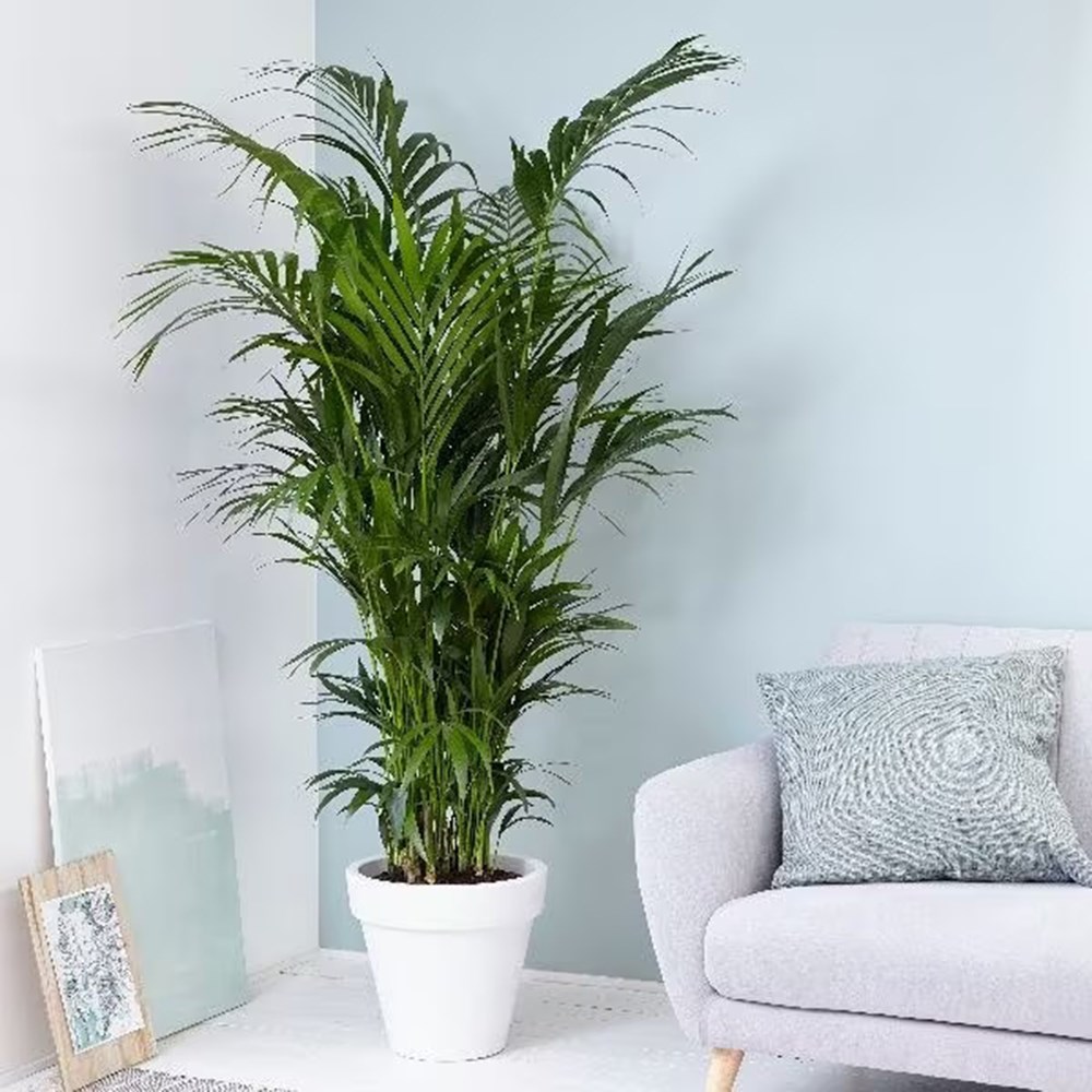 Howea forsteriana | Houseplant