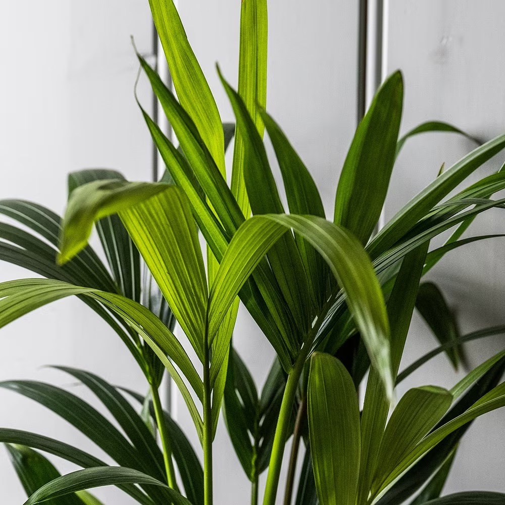 Howea forsteriana | Houseplant