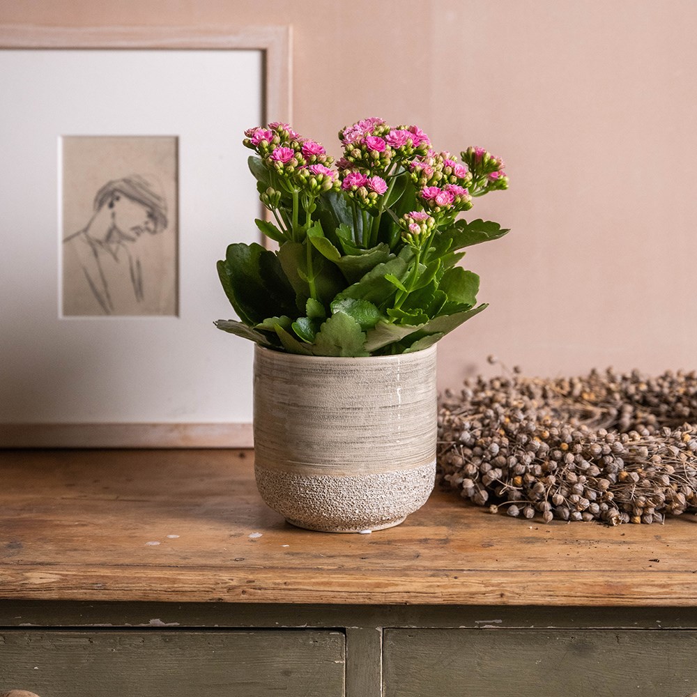 <i>Kalanchoe blossfeldiana</i> 'Don Nando' (PBR)