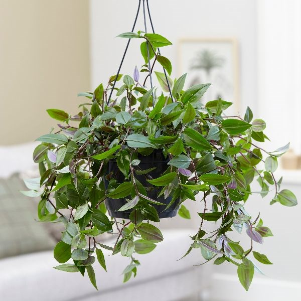 <i>Tradescantia</i> 'Green Hill'