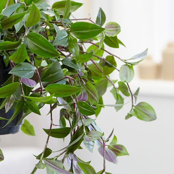 <i>Tradescantia</i> 'Green Hill'