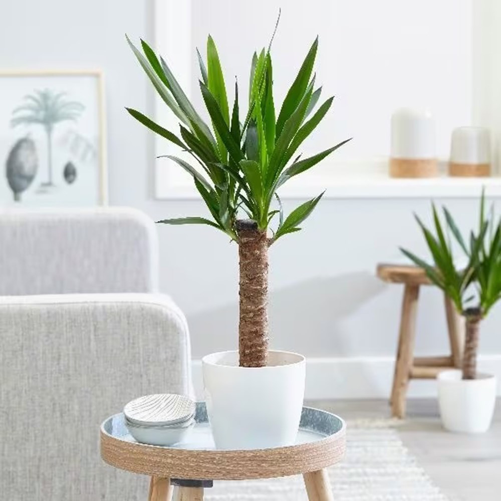 <i>Yucca elephantipes</i> 