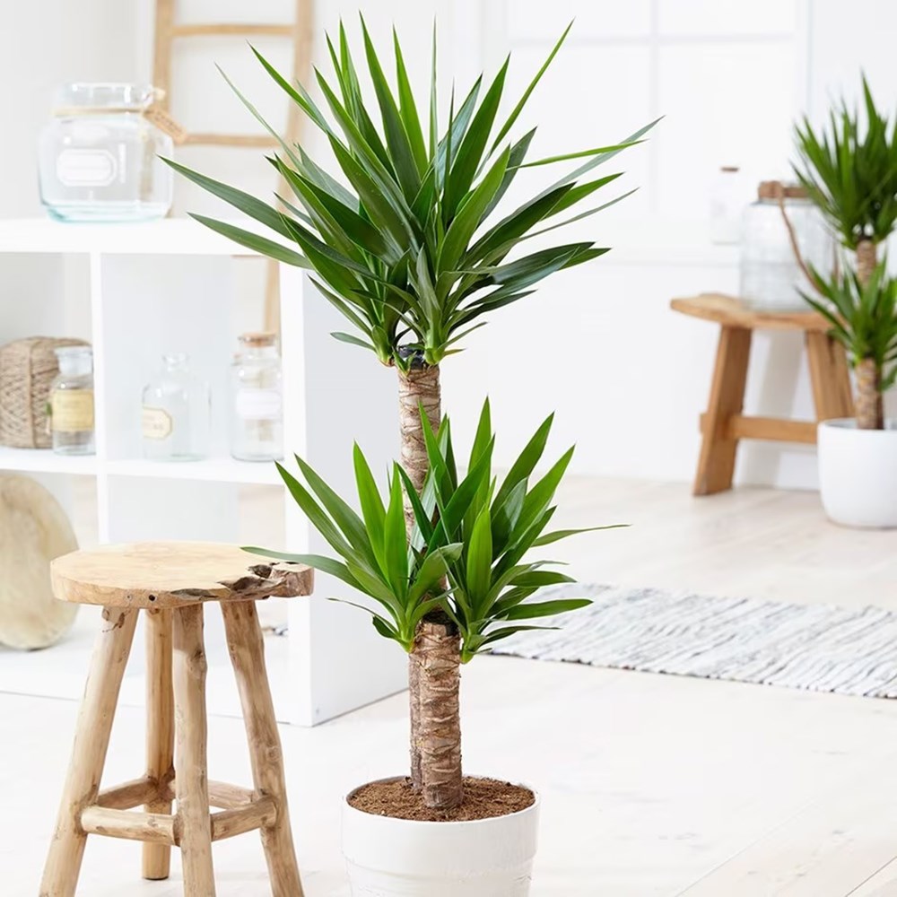 <i>Yucca elephantipes</i> 