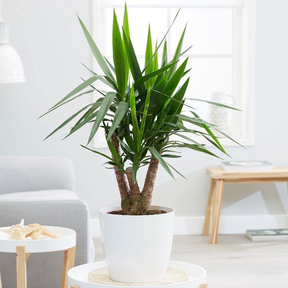 <i>Yucca elephantipes</i> 