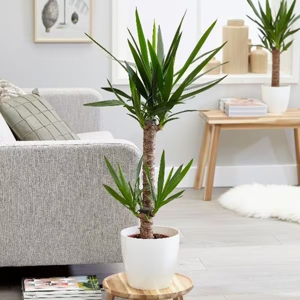 <i>Yucca elephantipes</i> 