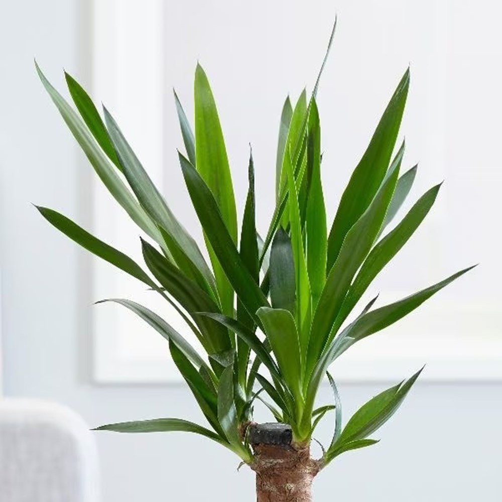 <i>Yucca elephantipes</i> 