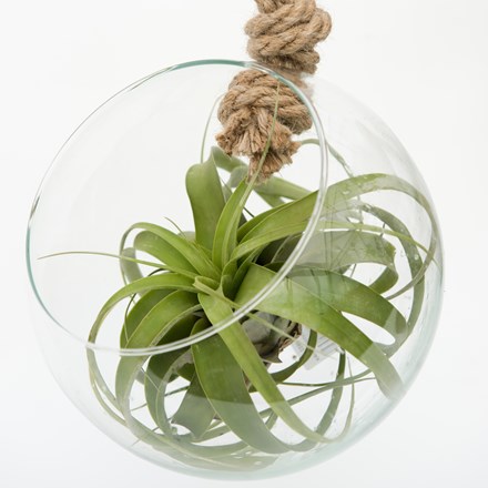 Tillandsia xerographica
