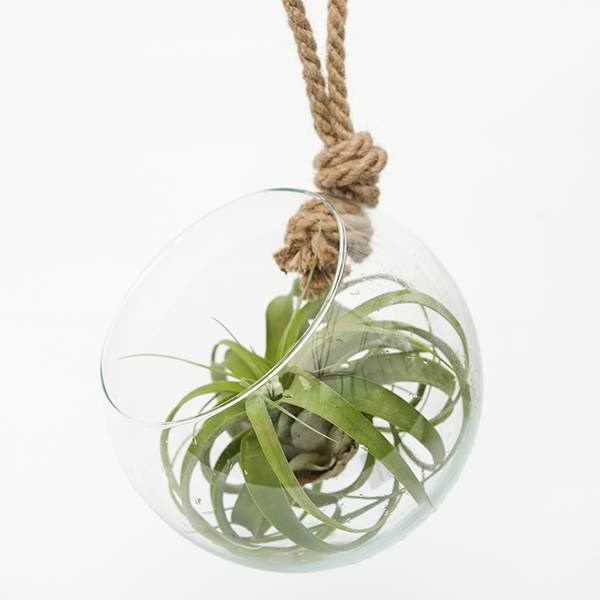 extra large air plant with hanging glass orb/terrarium