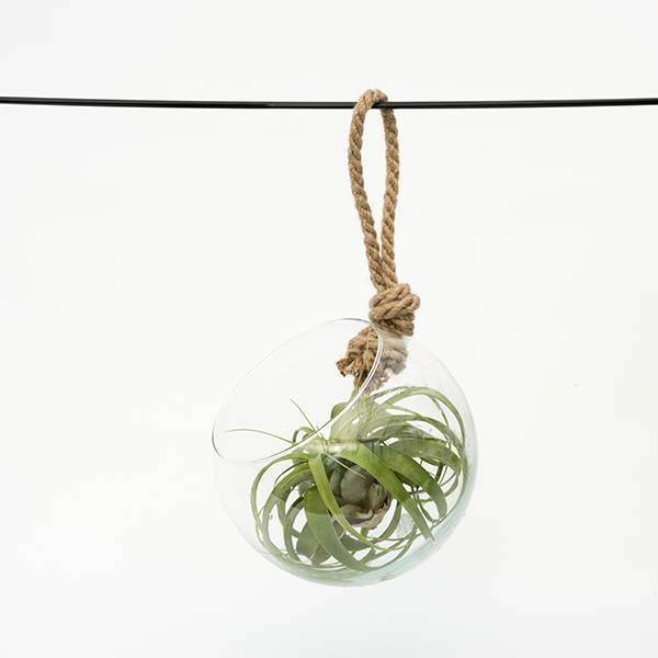 extra large air plant with hanging glass orb/terrarium