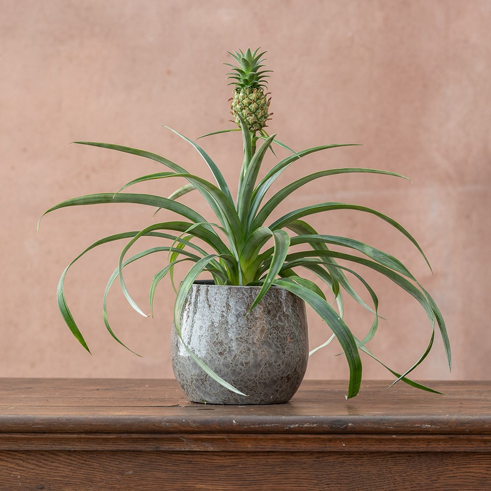 <i>Ananas comosus</i> <b class=small-caps>Corona</b> ('Duranas2') (PBR) | Houseplant