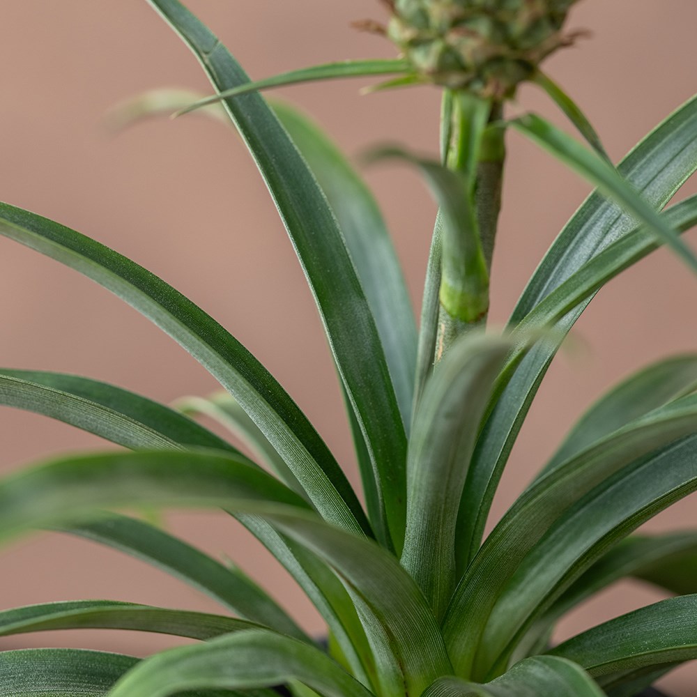 <i>Ananas comosus</i> <b class=small-caps>Corona</b> ('Duranas2') (PBR) | Houseplant
