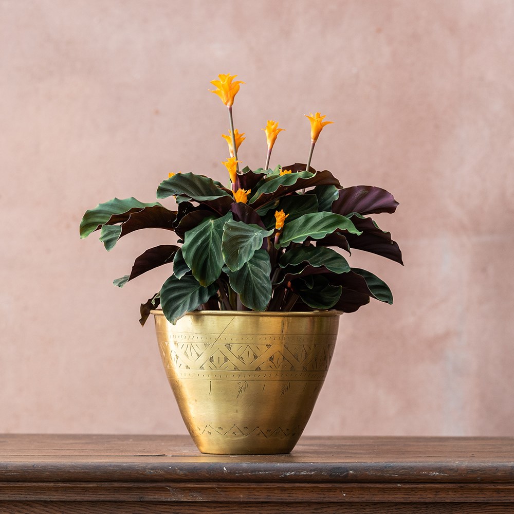 Goeppertia crocata Tassmania | Houseplant