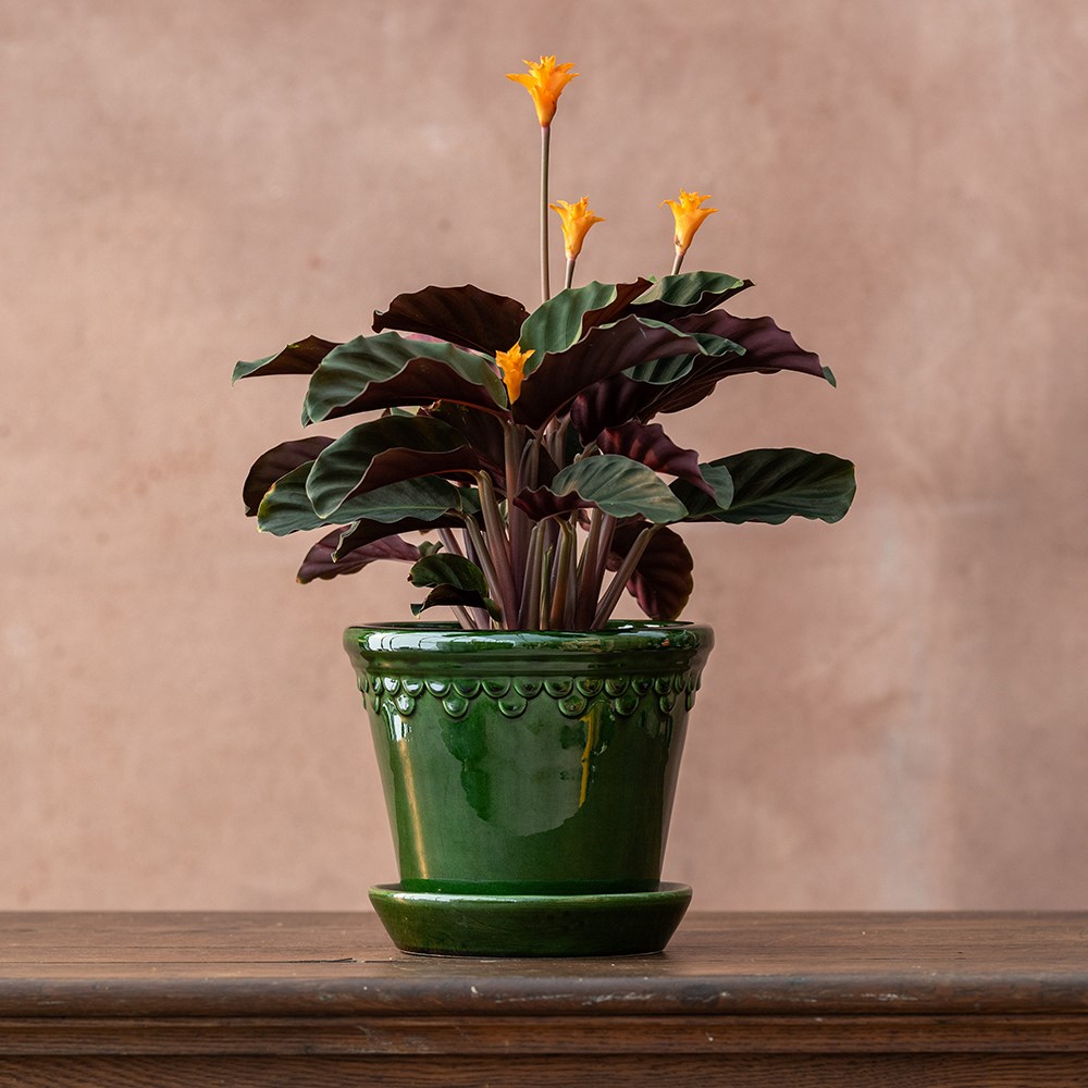 Goeppertia crocata Tassmania | Houseplant