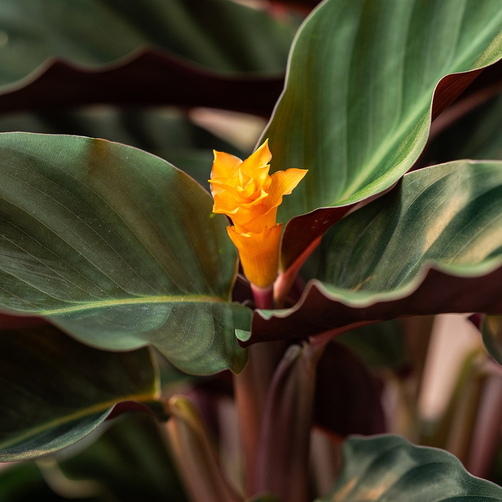 Goeppertia crocata Tassmania | Houseplant