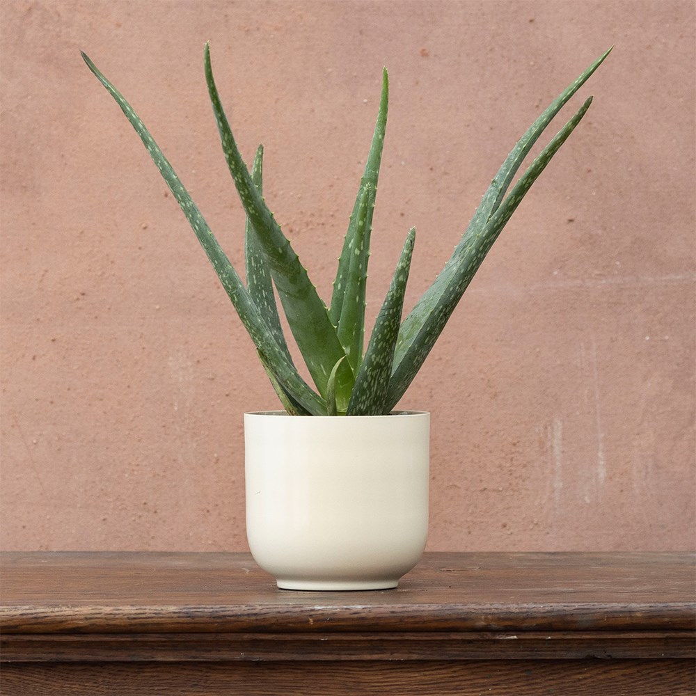 <i>Aloe vera</i> | Houseplant