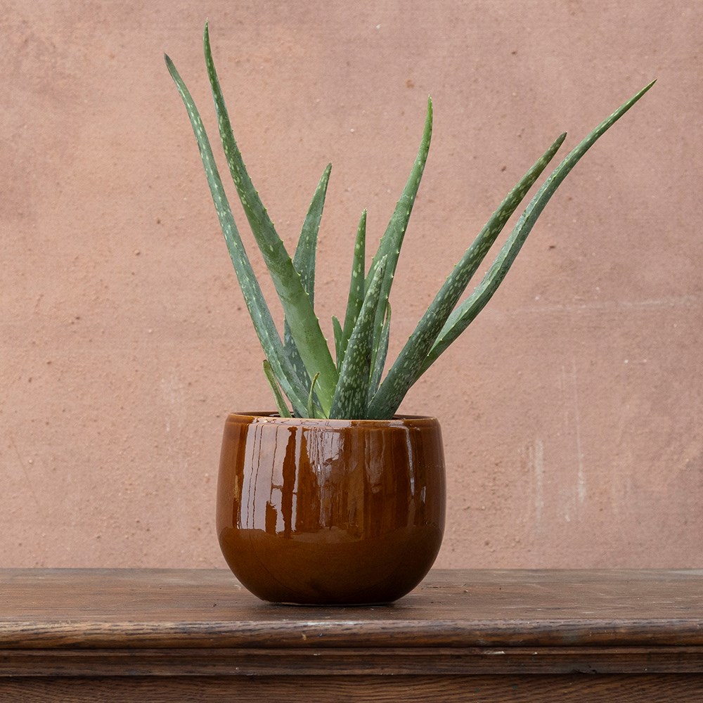<i>Aloe vera</i> | Houseplant