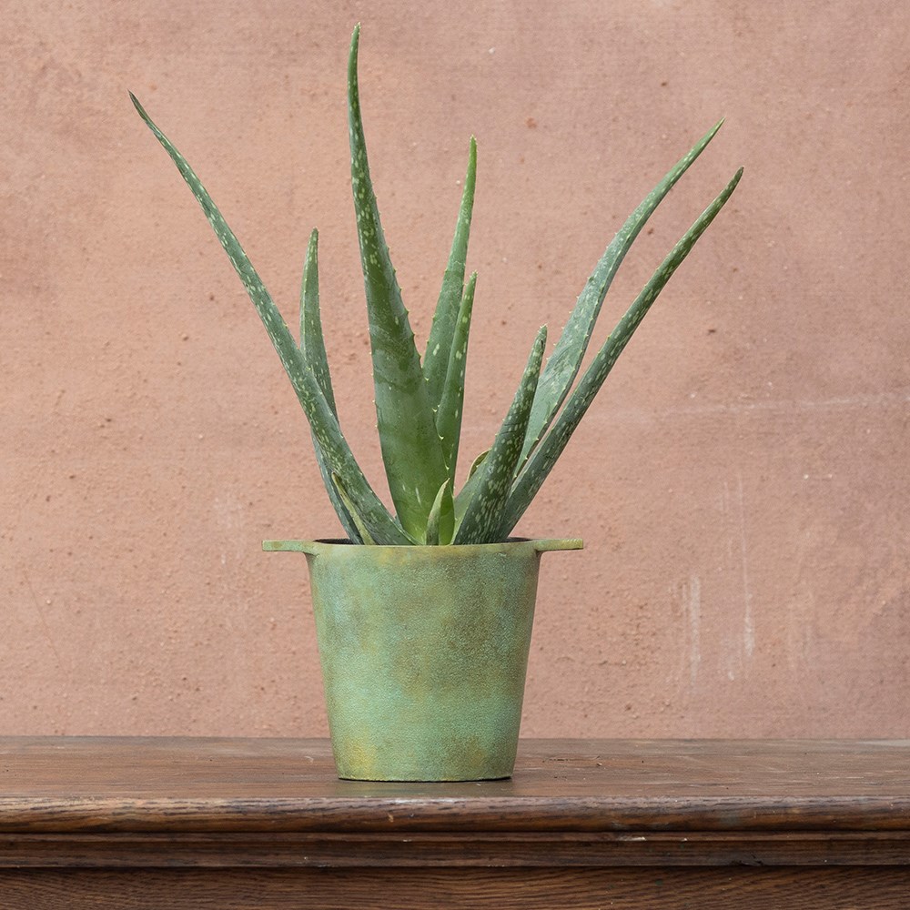 <i>Aloe vera</i> | Houseplant