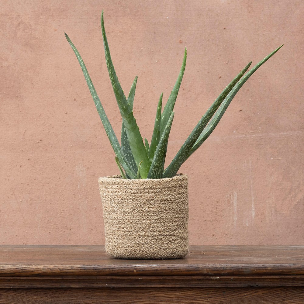<i>Aloe vera</i> | Houseplant