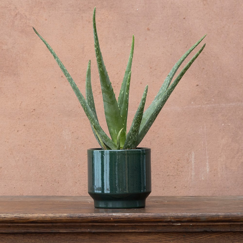 <i>Aloe vera</i> | Houseplant