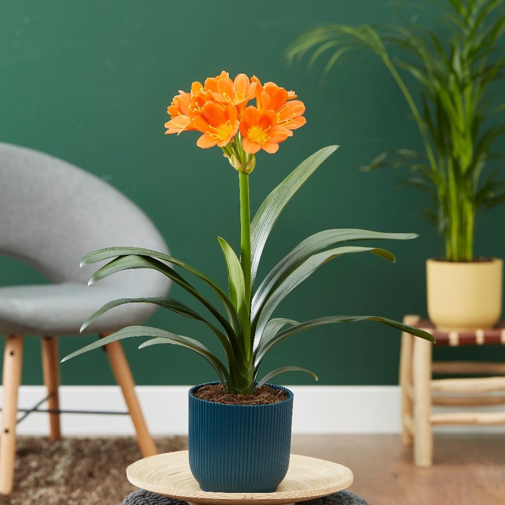 <i>Clivia miniata</i> 
